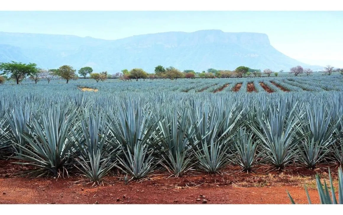 Tequila El Charro Reposado 750 ml