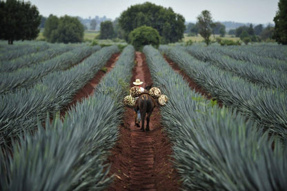 Tequila Herradura Blanco 950 ml