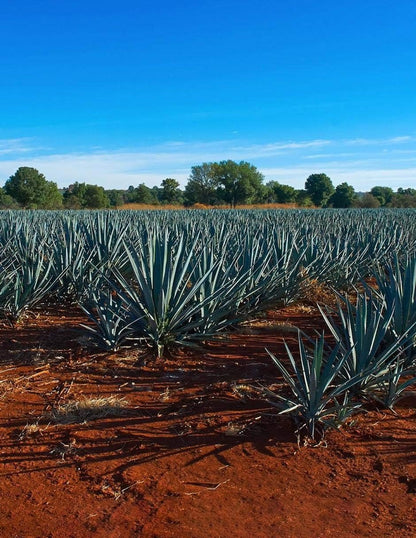 Tequila Rancho Escondido 3000 ml